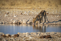 Namibia_August (35/135)